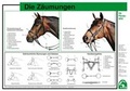 Cover: Die Z&auml;umungen - FN Verlag