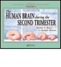 Bild: The Human Brain During the Second Trimester - CRC Press