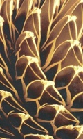 Cover: Instabilities and Self-Organization in Materials - Oxford University Press