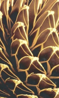 Enlarge image Cover: Instabilities and Self-Organization in Materials - Oxford University Press