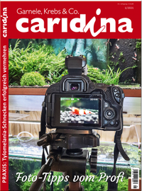 Abbildung von: caridina - Dähne