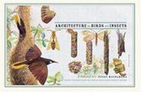 Enlarge image Cover: Architecture by Birds and Insects - University of Chicago Press