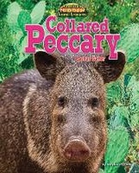 Enlarge image Cover: Collared Peccary - Bearport Books