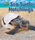 Cover: Sea Turtle Hatchlings - Bearport Books