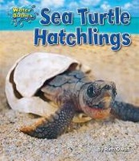 Enlarge image Cover: Sea Turtle Hatchlings - Bearport Books