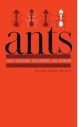 Cover: Ants - Columbia University Press