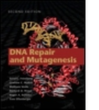 Abbildung von: DNA Repair and Mutagenesis - American Society for Microbiology