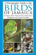 Cover: A Photographic Guide to the Birds of Jamaica - Helm