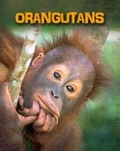 Cover: Orangutans - Raintree Publishers