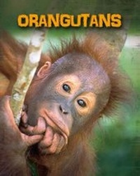 Enlarge image Cover: Orangutans - Raintree Publishers
