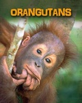 Cover: Orangutans - Raintree Publishers