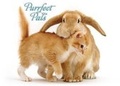 Cover: Purrfect Pals Notecards - Sellers Publishing