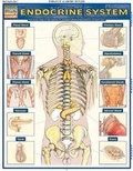 Cover: Endocrine System - Quickstudy Reference Guides