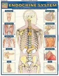 Enlarge image Cover: Endocrine System - Quickstudy Reference Guides