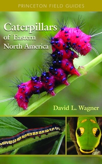 Abbildung von: Caterpillars of Eastern North America - Princeton University Press