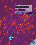 Cover: Neuroscience at a Glance - Wiley-Blackwell