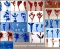 Cover: Karl Blossfeldt - MIT Press