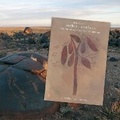 Cover: Rock Art Made in Translation - Jacana Media