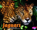 Cover: Jaguars - Capstone Press