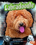 Cover: Labradoodle - Capstone Press