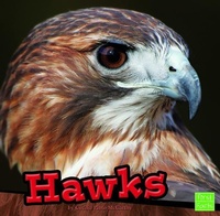Enlarge image Cover: Hawks - Capstone Press