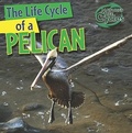 Cover: The Life Cycle of a Pelican - Gareth Stevens Publishing