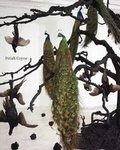 Cover: Petah Coyne - Yale University Press