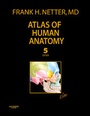 Bild: Atlas of Human Anatomy - Saunders