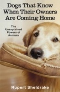 Abbildung von: Dogs That Know When Their Owners Are Coming Home - Cornerstone Digital