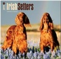 Bild: Irish Setters 2015 - Irish Setter - Brown Trout