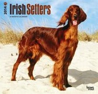 Bild vergrößern Bild: Irish Setters 2014 - Irish Setter - Brown Trout