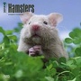 Bild: Hamsters 2014 - Hamster - Brown Trout