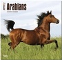 Bild: Arabians 2015 - Araber - Brown Trout