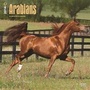 Bild: Arabians 2014 - Araber - Brown Trout