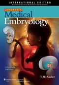 Bild: Langman's Medical Embryology - Lippincott Williams and Wilkins