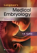 Bild: Langman's Medical Embryology - LWW
