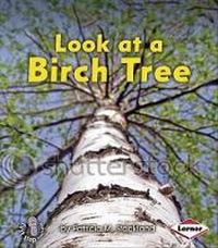 Enlarge image Cover: Look at a Birch Tree - Lerner Publishing Group
