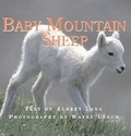 Cover: Baby Mountain Sheep - Fitzhenry & Whiteside