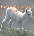 Cover: Baby Mountain Sheep - Fitzhenry & Whiteside
