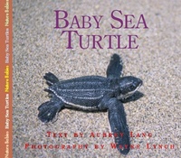 Enlarge image Cover: Baby Sea Turtle - Fitzhenry & Whiteside Ltd