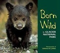 Cover: Born Wild in Glacier National Park - Farcountry Press