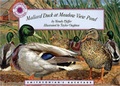 Cover: Mallard Duck at Meadow View Pond - Soundprints Corporation,U.S.