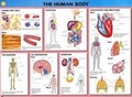 Cover: Human Biology Wallchts Pack(10 - Macmillan Education