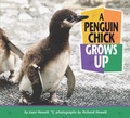 Cover: A Penguin Chick Grows Up - Carolrhoda Books