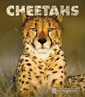 Cover: Cheetahs - Child's World