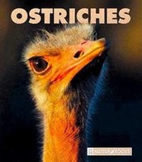 Enlarge image Cover: Ostriches - Child's World