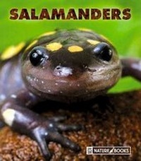 Enlarge image Cover: Salamanders - Child's World