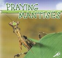 Enlarge image Cover: Praying Mantises - Rourke Publishing