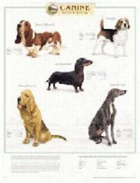 Abbildung von: Canine Hound Group - Lippincott Williams and Wilkins