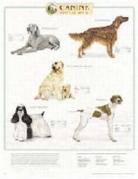 Abbildung von: Canine Sporting Group - Lippincott Williams and Wilkins